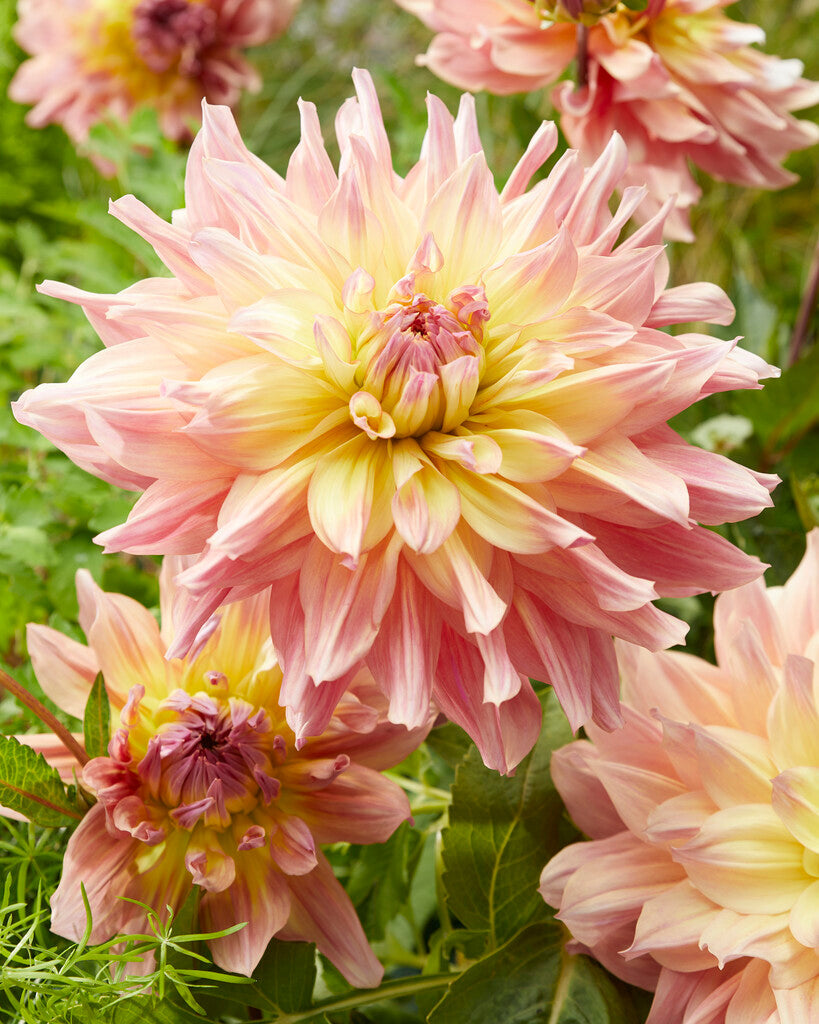 Dahlia Deorative Pasadoble Dancer 1-pack